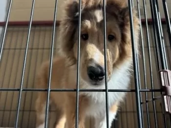 S.H 様のお迎えした子犬