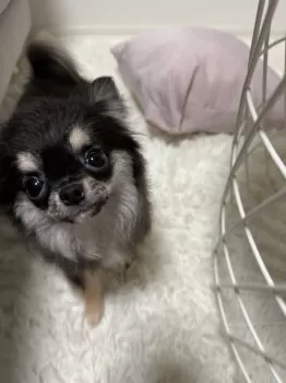 A.S 様のお迎えした子犬