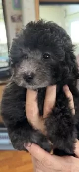 ケロケロ子 様のお迎えした子犬
