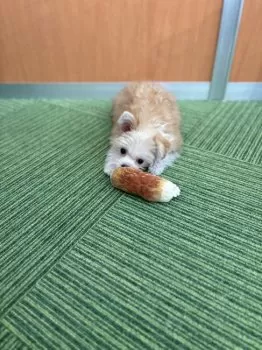 Y.S 様のお迎えした子犬