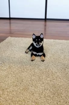 K 様のお迎えした子犬