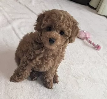 M.U 様のお迎えした子犬