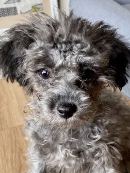Y.M 様のお迎えした子犬