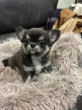 S.M 様のお迎えした子犬