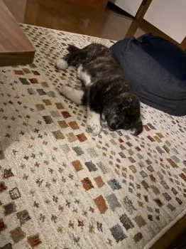 ペンペン 様のお迎えした子犬