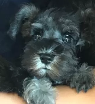 みぽんぽん 様のお迎えした子犬