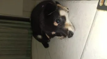 なっちゃんママ 様のお迎えした子犬