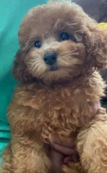 ブロッサム 様のお迎えした子犬