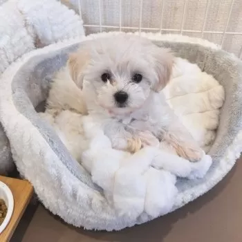 Y.W 様のお迎えした子犬