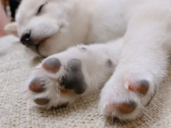 すみちゃ 様のお迎えした子犬