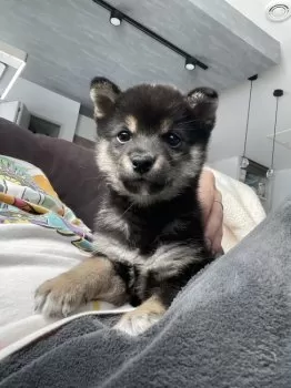 Y.K 様のお迎えした子犬