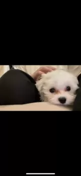 りょういち 様のお迎えした子犬