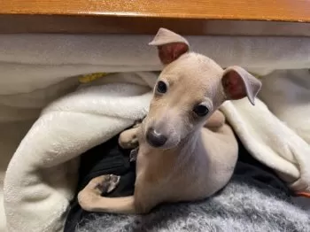 いとこい 様のお迎えした子犬