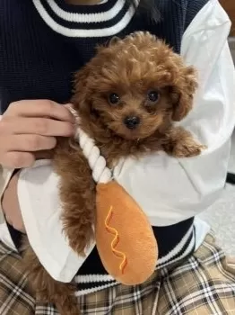 ゆう 様のお迎えした子犬