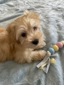 M.H 様のお迎えした子犬