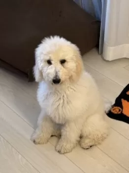 H.B 様のお迎えした子犬