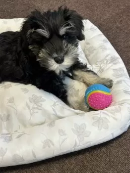 Y.A 様のお迎えした子犬