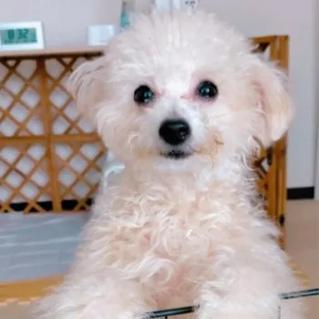 ぱんだcoぱんだ 様のお迎えした子犬