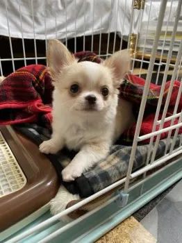yossy 様のお迎えした子犬