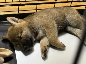 H.A 様のお迎えした子犬