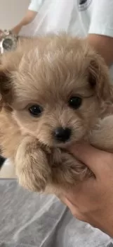 こた 様のお迎えした子犬