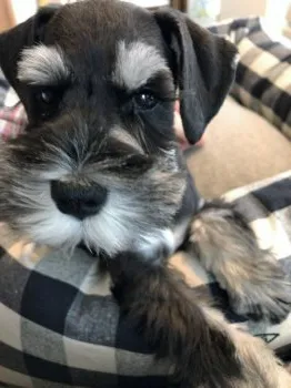 N.S 様のお迎えした子犬