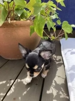T.H 様のお迎えした子犬
