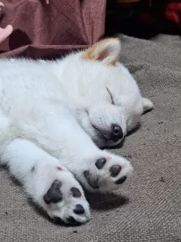 T.T 様のお迎えした子犬