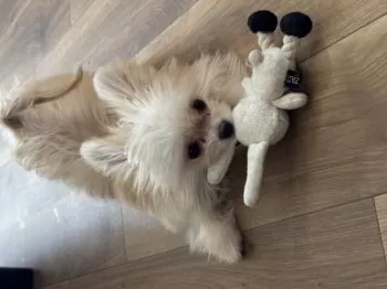 M.K 様のお迎えした子犬