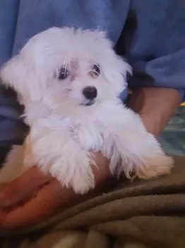 K.S 様のお迎えした子犬