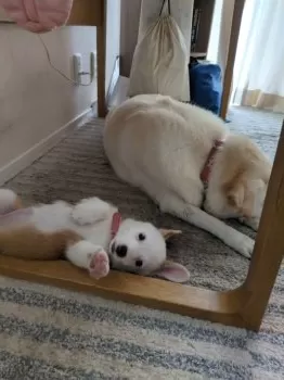 チョコママ 様のお迎えした子犬