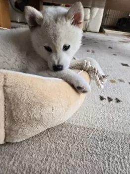 Y.Y 様のお迎えした子犬