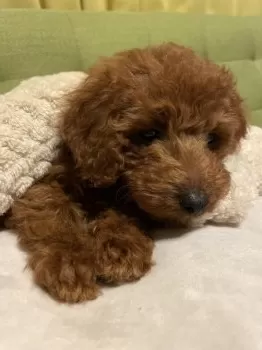 M.S 様のお迎えした子犬