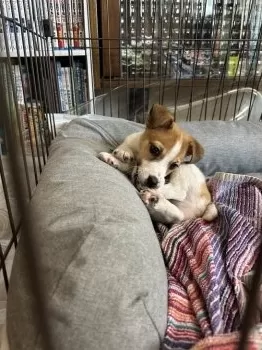 松永カムイ 様のお迎えした子犬