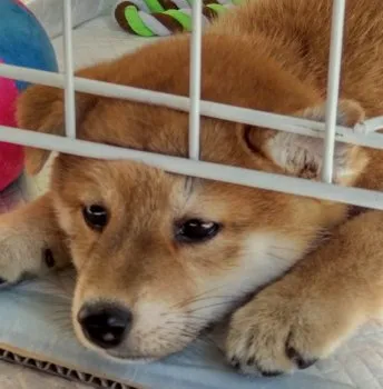 OTTO 様のお迎えした子犬