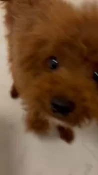 R.O 様のお迎えした子犬