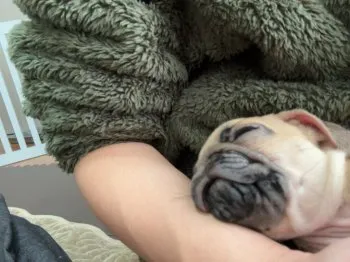 はや 様のお迎えした子犬