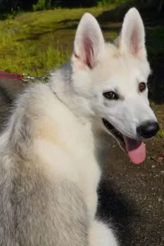 S.M 様のお迎えした子犬