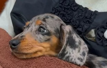 H.N 様のお迎えした子犬