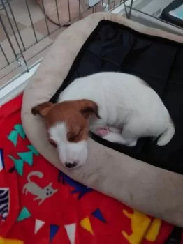 ペロ助 様のお迎えした子犬