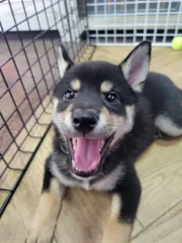 はるみち 様のお迎えした子犬