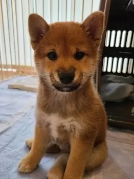 K.N 様のお迎えした子犬