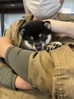 K.W 様のお迎えした子犬