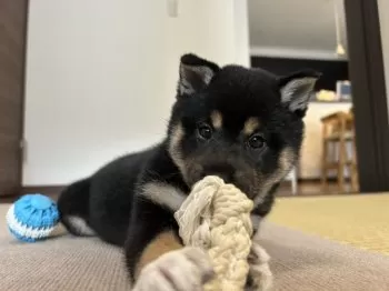 コッペパンはロケット 様のお迎えした子犬