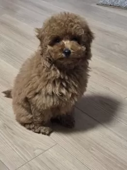 T.S 様のお迎えした子犬