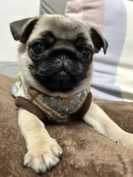 H.N 様のお迎えした子犬