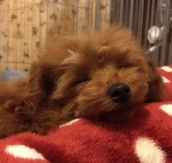 ハム 様のお迎えした子犬