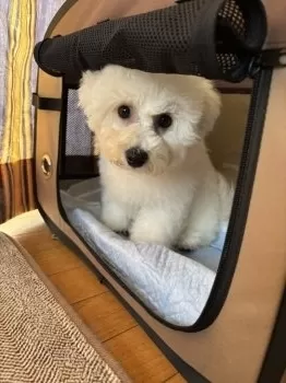 ユウ 様のお迎えした子犬