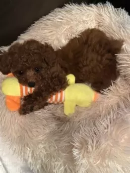 K 様のお迎えした子犬