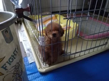 ユメ 様のお迎えした子犬